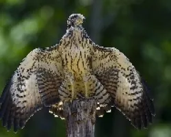 Mangrove Black-Hawk juvenil