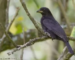 Molothrus aeneus