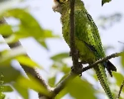 Orange-fronted Parakeet
