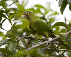 Orange-fronted Parakeet