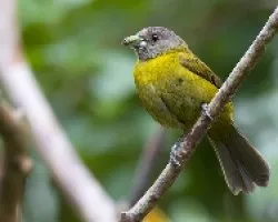 PasseriniÃ‚Â´s Tanager hembra