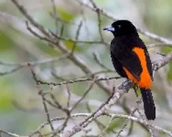 PasseriniÃ‚Â´s Tanager macho