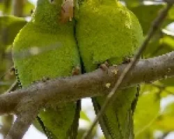Orange-chinned Parakeet