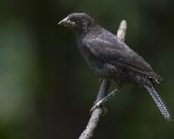 Bronzed Cowbird juvenile