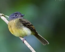 Aphanotriccus capitalis