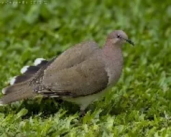 White-tipped Dove