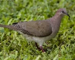 White-tipped Dove