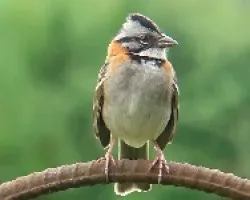 Zonotrichia capensis