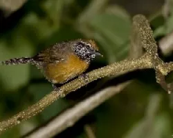 Rufous-breasted Wren