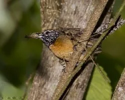 Rufous-breasted Wren