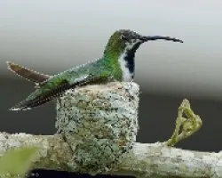 Anthracothorax prevostii