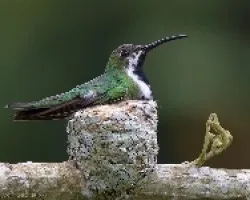 Anthracothorax prevostii