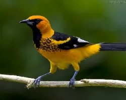 Spot-breasted Oriole