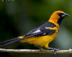 Icterus pectoralis