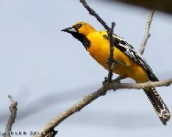 Streak-backed Oriole