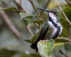 Anthracothorax prevostii