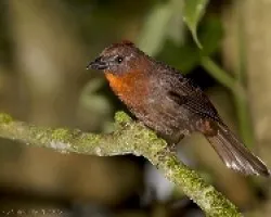 Red-throated Ant-Tanager male