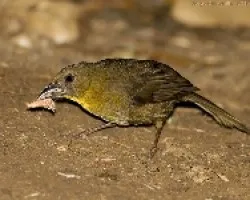 Red-throated Ant-Tanager female