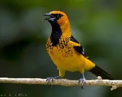 Spot-breasted Oriole