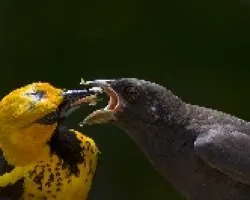 Spot-breasted Oriole y Bronzed Cowbird juvenil
