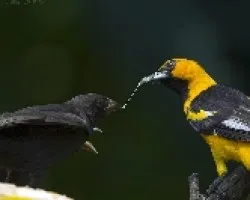 Spot-breasted Oriole y Bronzed Cowbird juvenil