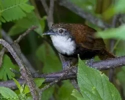 Black-bellied Wren