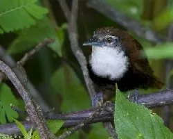 Black-bellied Wren