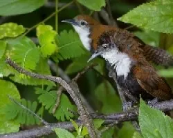 Black-bellied Wren