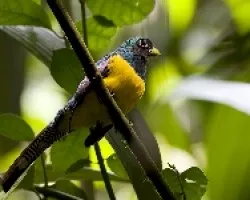 Black-throated Trogon macho