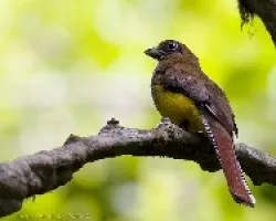 Black-throated Trogon hembra