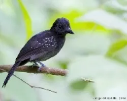 Black-hooded Antshrike macho