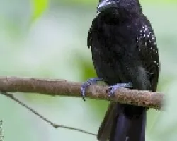 Black-hooded Antshrike macho