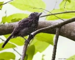 Black-hooded Antshrike hembra
