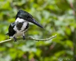 Amazon Kingfisher hembra