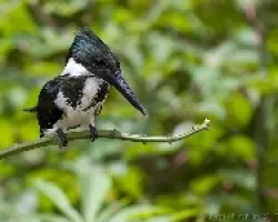 Amazon Kingfisher hembra
