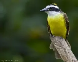 Great Kiskadee