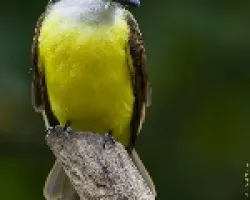 Great Kiskadee