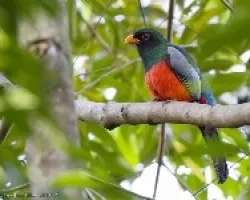 Slaty-tailed Trogon male
