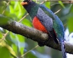 Slaty-tailed Trogon male