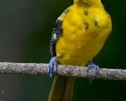 Spot-breasted Oriole juvenil