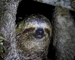 Bradipus variegatus