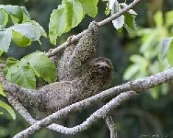 Bradipus variegatus
