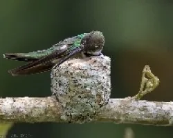 Anthracothorax prevostii