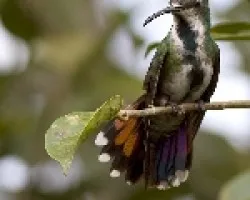 Anthracothorax prevostii