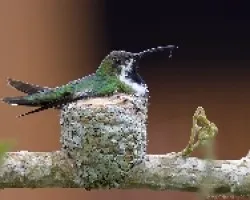 Anthracothorax prevostii