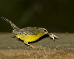 Golden-crowned Warbler
