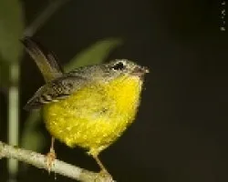 Golden-crowned Warbler