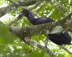 Green Ibis