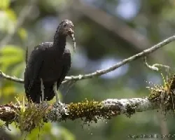 Green Ibis