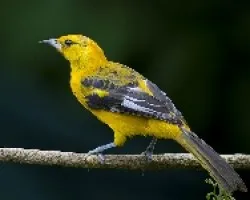 Spot-breasted Oriole juvenil